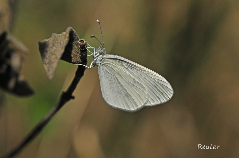 Senfweißling - Wood White (Leptidea sinapis/reali/juvernica)
Artenkomplex - Species Complex
Die Arten ähneln sich in Aussehen und Verbreitung so sehr, dass die Unterscheidung anhand eines Fotos nicht möglich ist.
These species are very similar in appearance and distribution, preventing identification by a photo.
Foto: Karl Reuter
Ort: Parc Naturel Regional du Haut-Languedoc, Frankreich
Kamera: Nikon D90, Nikkor 105VR 1:2,8 Senf_Tintenfleckwei__ling _Leptidea sinapis_ reali_juvernica_.jpg